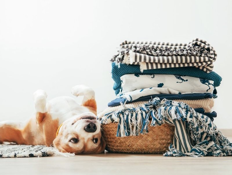 Find the best carpet for your pets in Genoa, OH from Genoa Custom Interiors